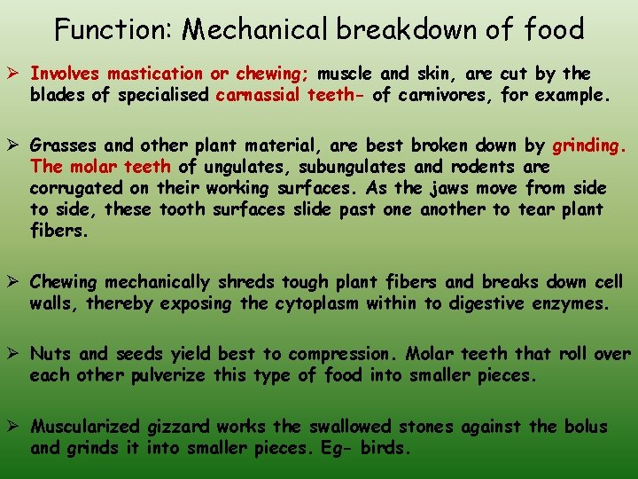 Function: Mechanical breakdown of food Ø Involves mastication or chewing; muscle and skin, are