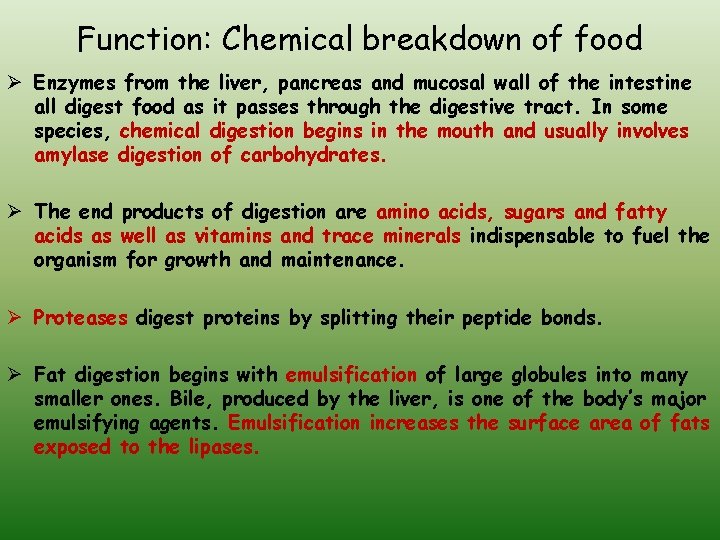 Function: Chemical breakdown of food Ø Enzymes from the liver, pancreas and mucosal wall