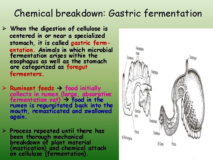 Chemical breakdown: Gastric fermentation Ø When the digestion of cellulose is centered in or