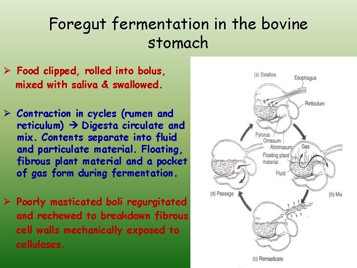 Foregut fermentation in the bovine stomach Ø Food clipped, rolled into bolus, mixed with