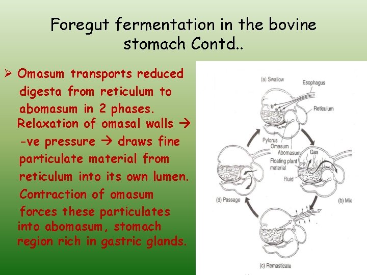 Foregut fermentation in the bovine stomach Contd. . Ø Omasum transports reduced digesta from