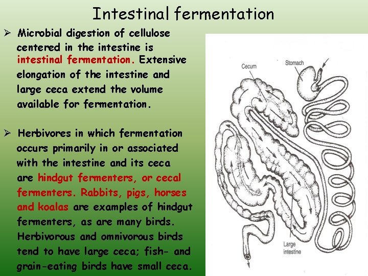Intestinal fermentation Ø Microbial digestion of cellulose centered in the intestine is intestinal fermentation.