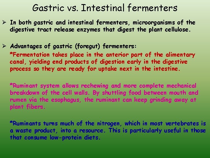 Gastric vs. Intestinal fermenters Ø In both gastric and intestinal fermenters, microorganisms of the