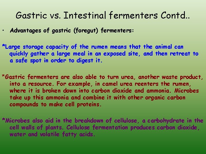 Gastric vs. Intestinal fermenters Contd. . • Advantages of gastric (foregut) fermenters: *Large storage
