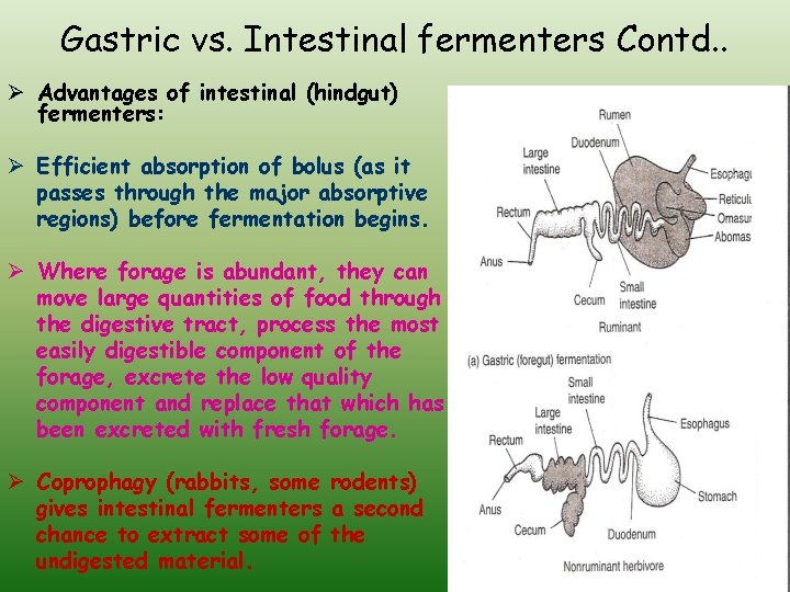 Gastric vs. Intestinal fermenters Contd. . Ø Advantages of intestinal (hindgut) fermenters: Ø Efficient
