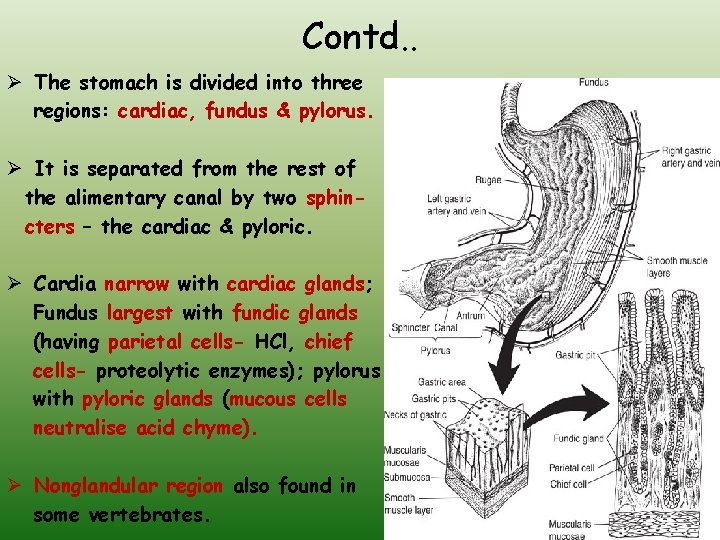 Contd. . Ø The stomach is divided into three regions: cardiac, fundus & pylorus.