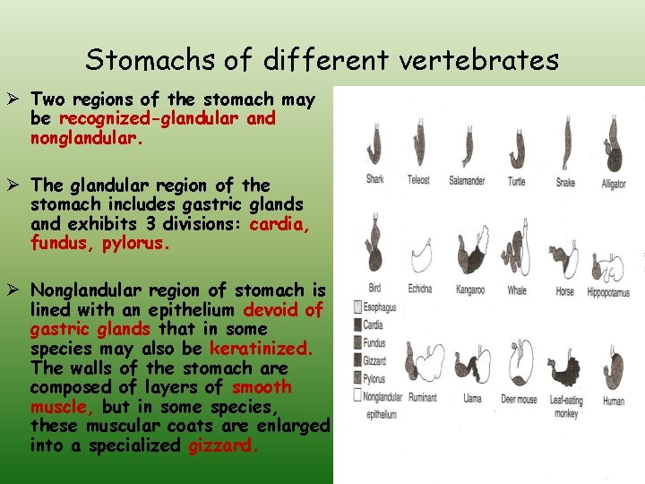 Stomachs of different vertebrates Ø Two regions of the stomach may be recognized-glandular and