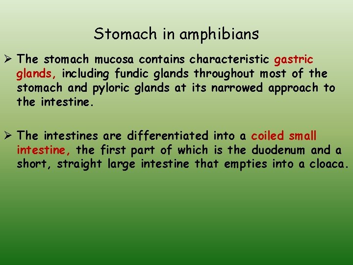 Stomach in amphibians Ø The stomach mucosa contains characteristic gastric glands, including fundic glands