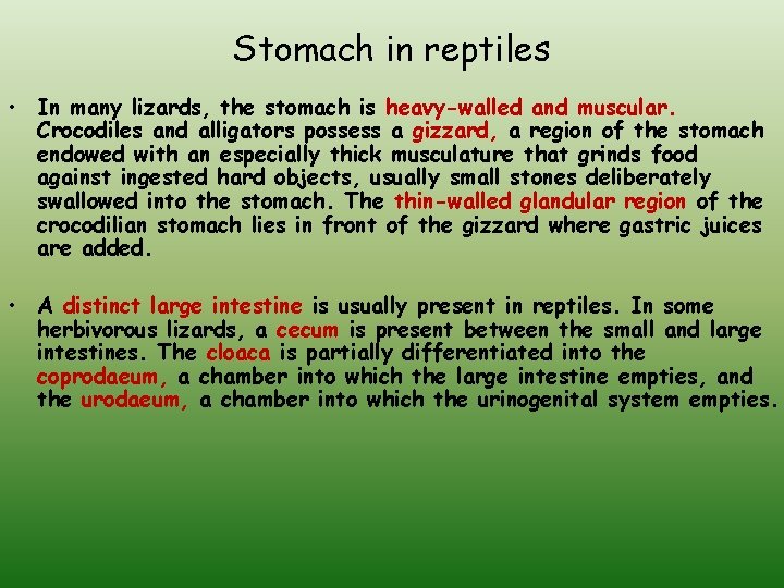 Stomach in reptiles • In many lizards, the stomach is heavy-walled and muscular. Crocodiles