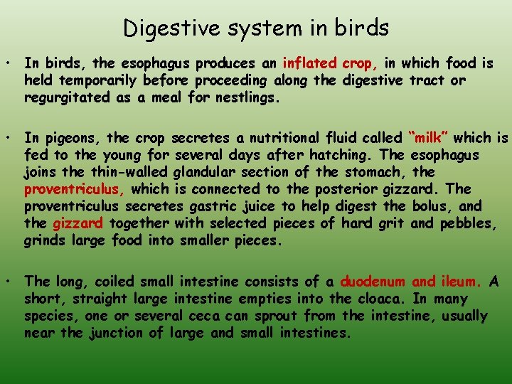 Digestive system in birds • In birds, the esophagus produces an inflated crop, in