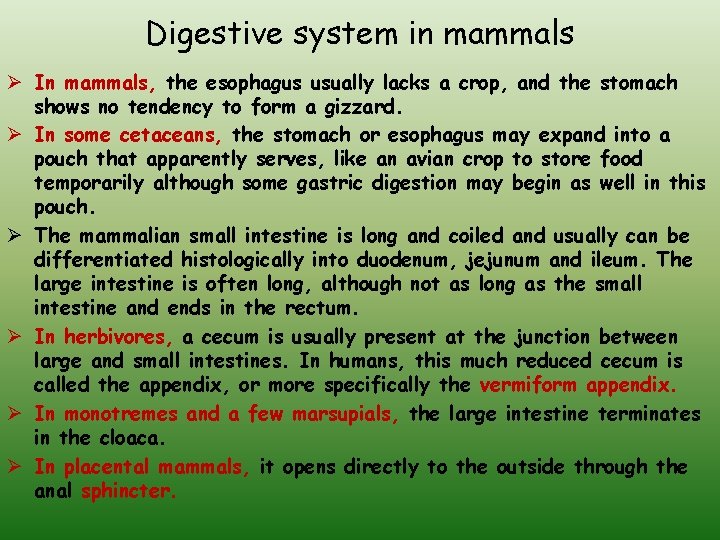 Digestive system in mammals Ø In mammals, the esophagus usually lacks a crop, and