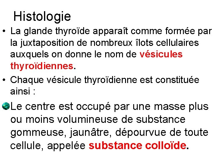 Histologie • La glande thyroïde apparaît comme formée par la juxtaposition de nombreux îlots