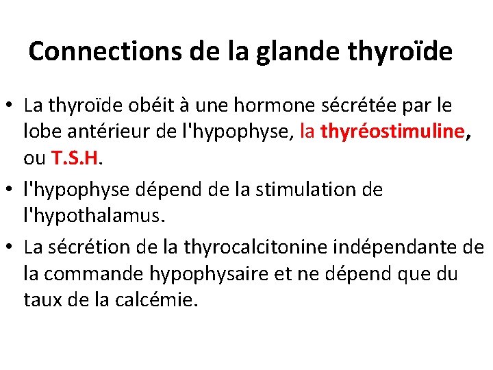 Connections de la glande thyroïde • La thyroïde obéit à une hormone sécrétée par