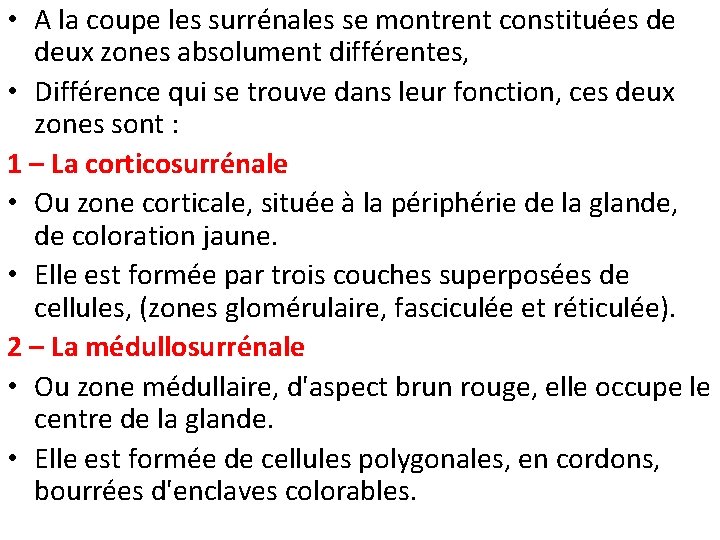  • A la coupe les surrénales se montrent constituées de deux zones absolument