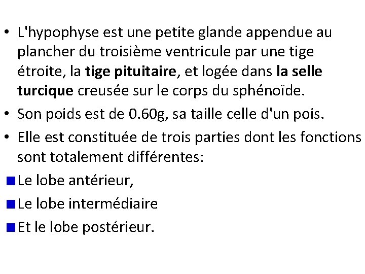  • L'hypophyse est une petite glande appendue au plancher du troisième ventricule par