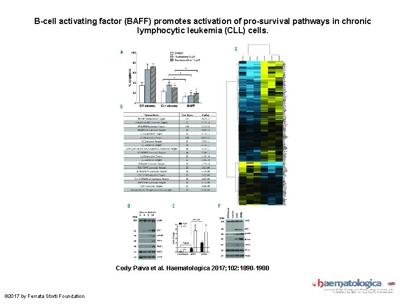 B-cell activating factor (BAFF) promotes activation of pro-survival pathways in chronic lymphocytic leukemia (CLL)