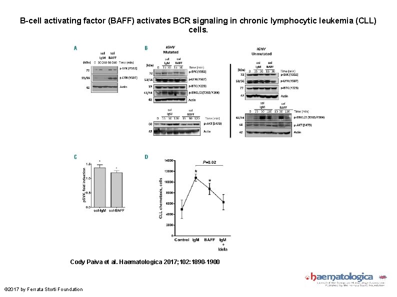 B-cell activating factor (BAFF) activates BCR signaling in chronic lymphocytic leukemia (CLL) cells. Cody