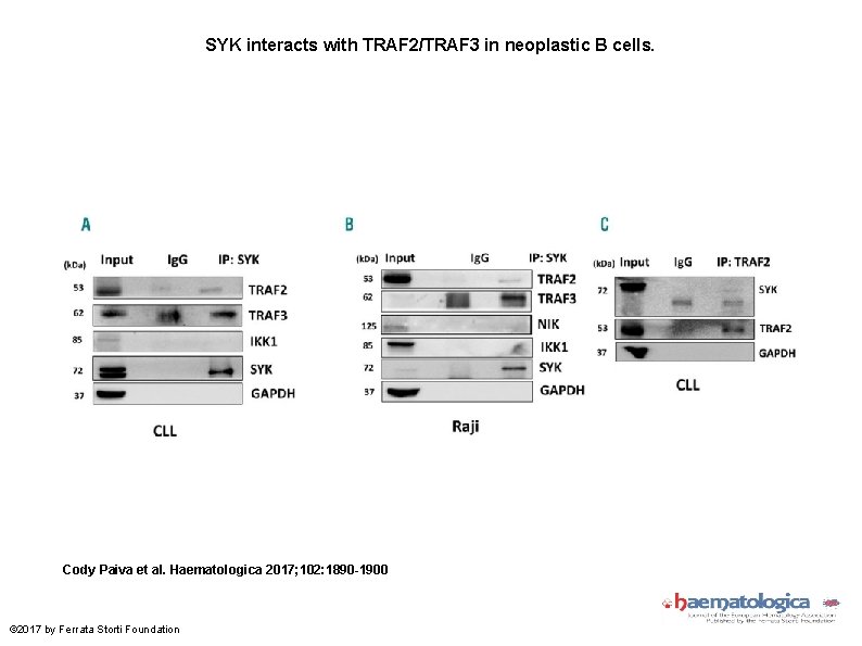 SYK interacts with TRAF 2/TRAF 3 in neoplastic B cells. Cody Paiva et al.