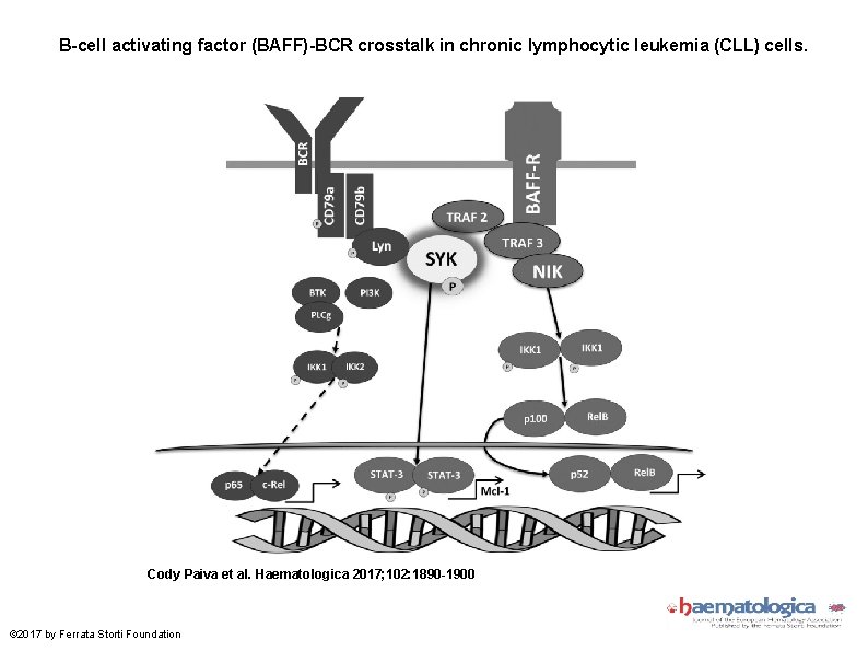 B-cell activating factor (BAFF)-BCR crosstalk in chronic lymphocytic leukemia (CLL) cells. Cody Paiva et