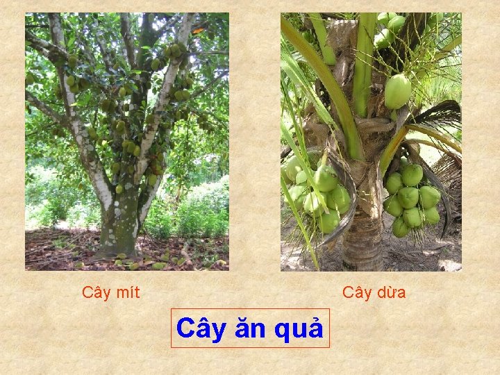 Cây mít Cây dừa Cây ăn quả 