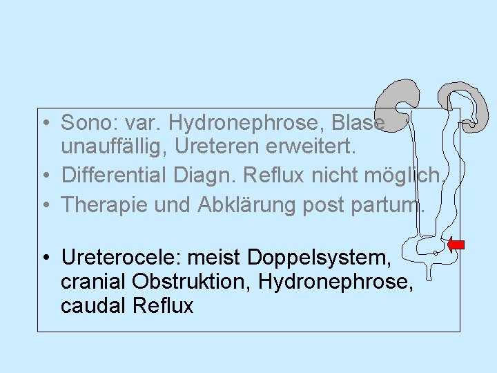  • Sono: var. Hydronephrose, Blase unauffällig, Ureteren erweitert. • Differential Diagn. Reflux nicht