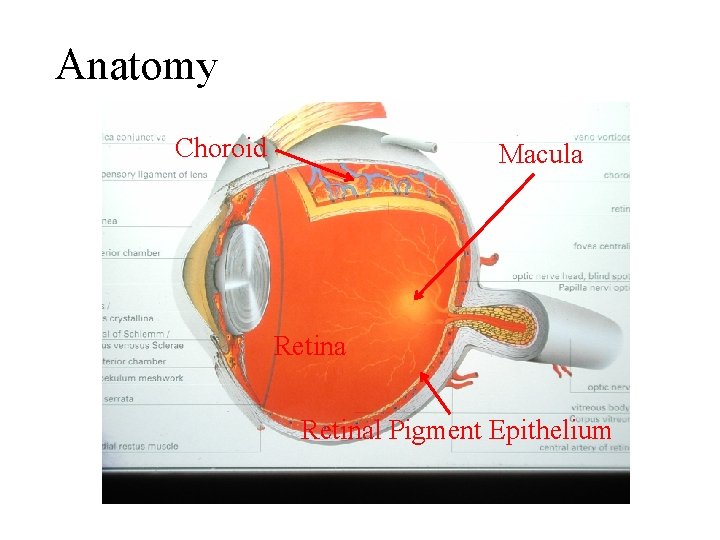 Anatomy Choroid Macula Retinal Pigment Epithelium 