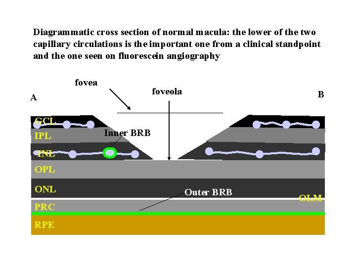 Diagrammatic cross section of normal macula: the lower of the two capillary circulations is