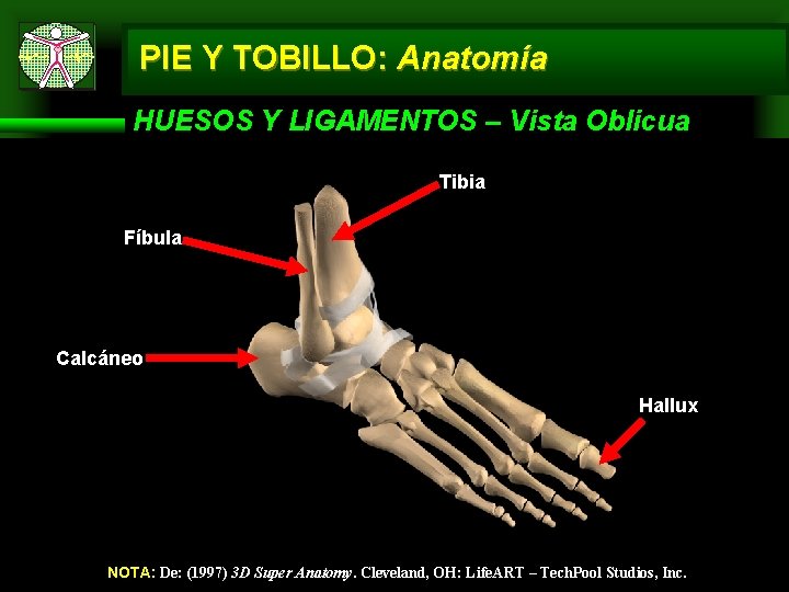 PIE Y TOBILLO: Anatomía HUESOS Y LIGAMENTOS – Vista Oblicua Tibia Fíbula Calcáneo Hallux