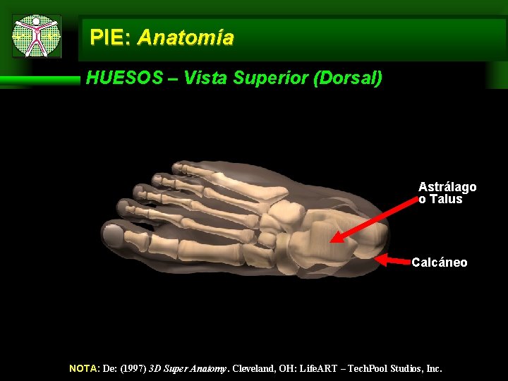 PIE: Anatomía HUESOS – Vista Superior (Dorsal) Astrálago o Talus Calcáneo NOTA: De: (1997)