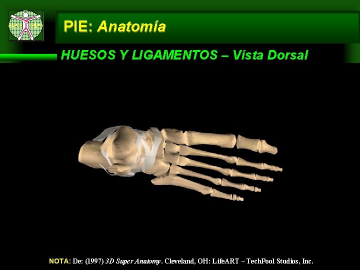 PIE: Anatomía HUESOS Y LIGAMENTOS – Vista Dorsal NOTA: De: (1997) 3 D Super