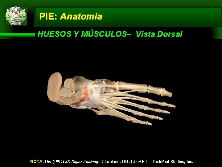 PIE: Anatomía HUESOS Y MÚSCULOS– Vista Dorsal NOTA: De: (1997) 3 D Super Anatomy.