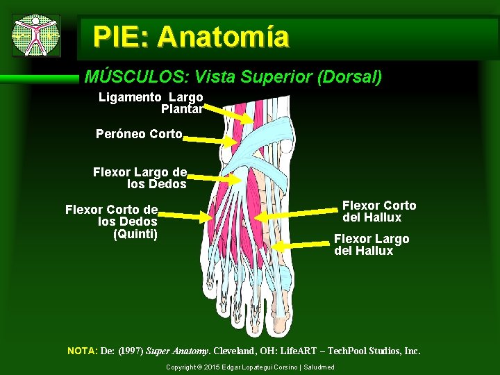 PIE: Anatomía MÚSCULOS: Vista Superior (Dorsal) Ligamento Largo Plantar Peróneo Corto Flexor Largo de