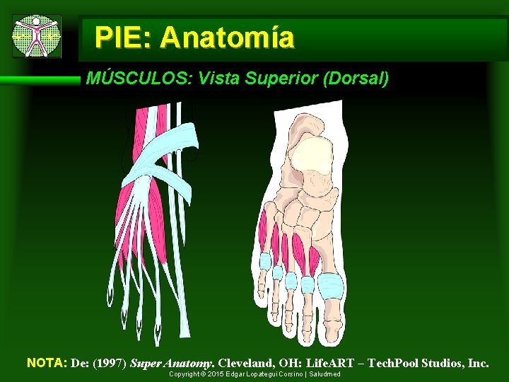 PIE: Anatomía MÚSCULOS: Vista Superior (Dorsal) NOTA: De: (1997) Super Anatomy. Cleveland, OH: Life.