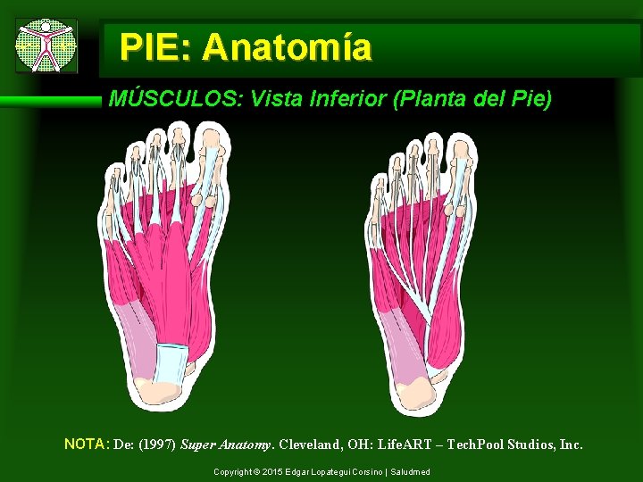 PIE: Anatomía MÚSCULOS: Vista Inferior (Planta del Pie) NOTA: De: (1997) Super Anatomy. Cleveland,