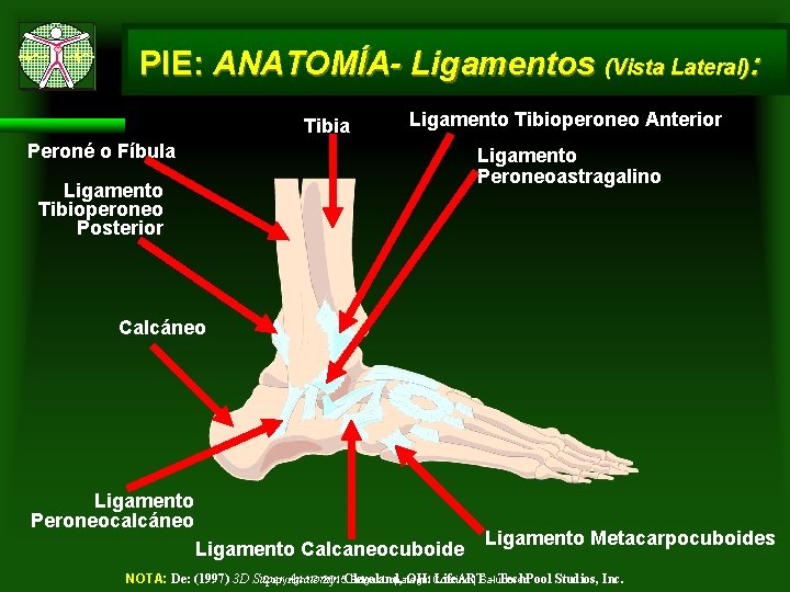 PIE: ANATOMÍA- Ligamentos (Vista Lateral): Tibia Ligamento Tibioperoneo Anterior Peroné o Fíbula Ligamento Peroneoastragalino