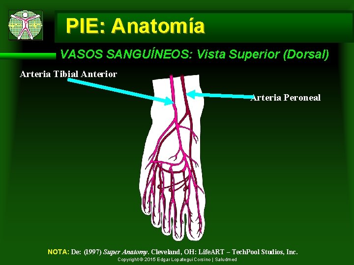 PIE: Anatomía VASOS SANGUÍNEOS: Vista Superior (Dorsal) Arteria Tibial Anterior Arteria Peroneal NOTA: De: