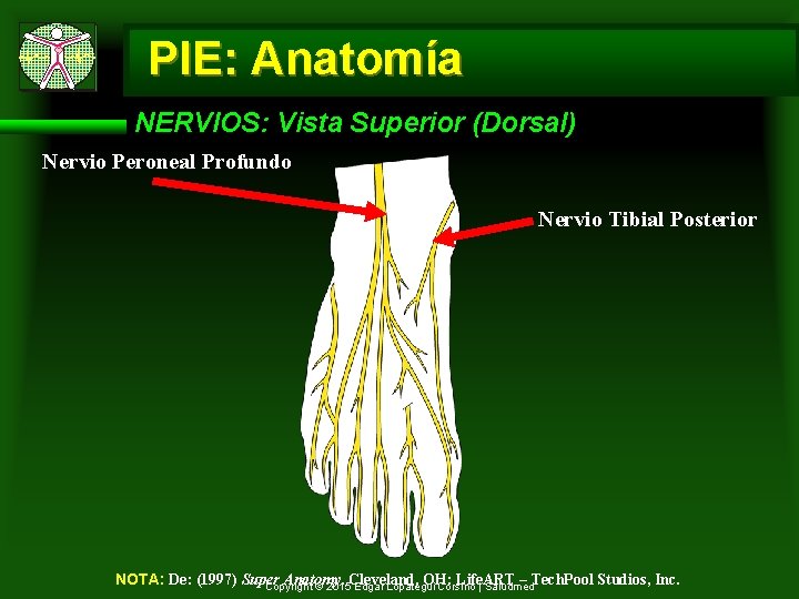 PIE: Anatomía NERVIOS: Vista Superior (Dorsal) Nervio Peroneal Profundo Nervio Tibial Posterior NOTA: De: