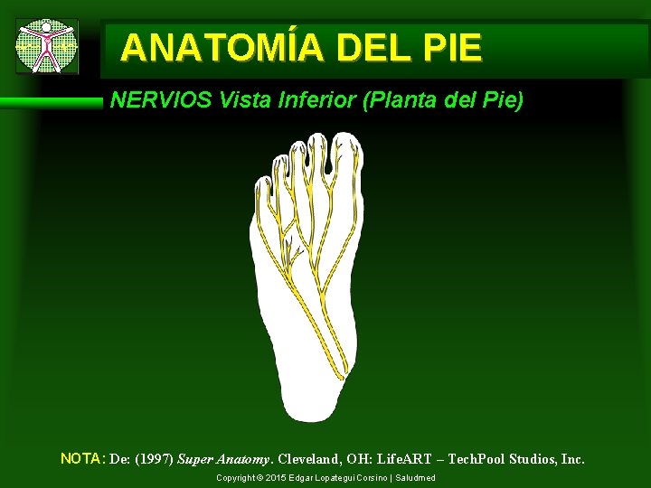 ANATOMÍA DEL PIE NERVIOS Vista Inferior (Planta del Pie) NOTA: De: (1997) Super Anatomy.