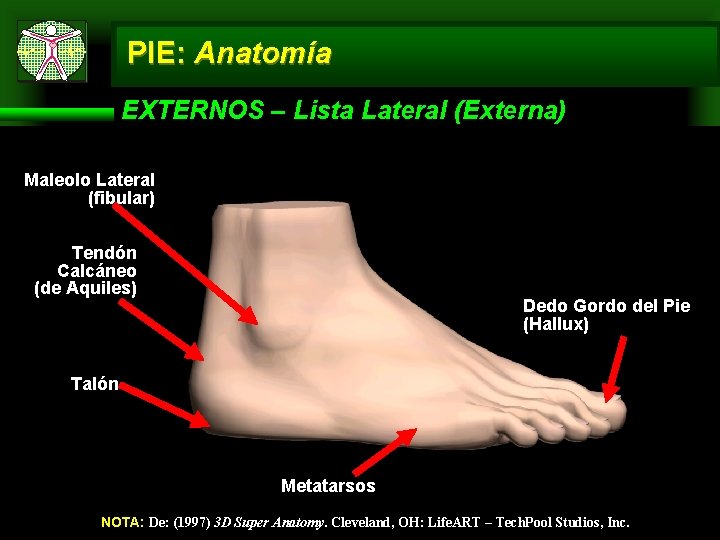 PIE: Anatomía EXTERNOS – Lista Lateral (Externa) Maleolo Lateral (fibular) Tendón Calcáneo (de Aquiles)
