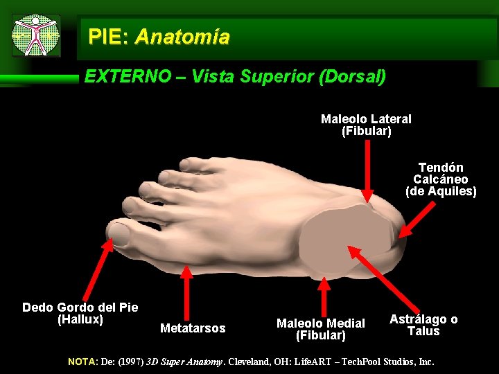 PIE: Anatomía EXTERNO – Vista Superior (Dorsal) Maleolo Lateral (Fibular) Tendón Calcáneo (de Aquiles)