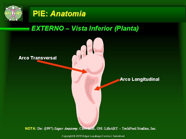 PIE: Anatomía EXTERNO – Vista Inferior (Planta) Arco Transversal Arco Longitudinal NOTA: De: (1997)