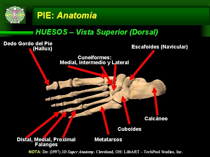 PIE: Anatomía HUESOS – Vista Superior (Dorsal) Dedo Gordo del Pie (Hallux) Escafoides (Navicular)
