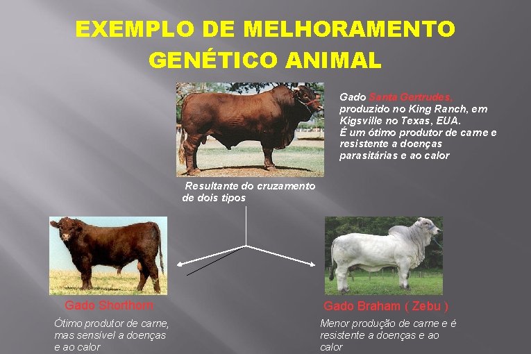 EXEMPLO DE MELHORAMENTO GENÉTICO ANIMAL Gado Santa Gertrudes, produzido no King Ranch, em Kigsville
