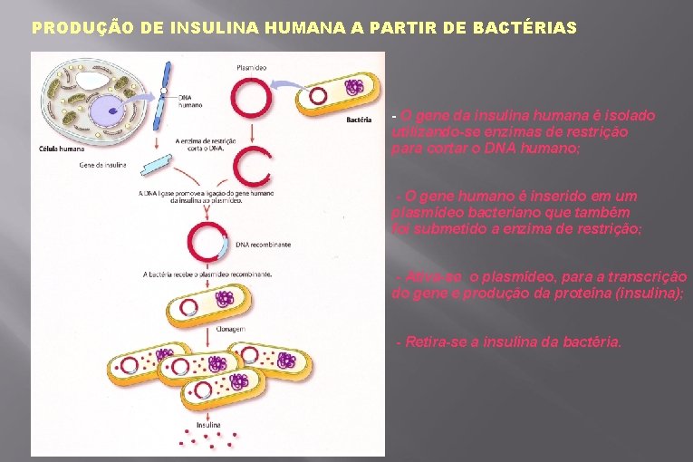 PRODUÇÃO DE INSULINA HUMANA A PARTIR DE BACTÉRIAS - O gene da insulina humana