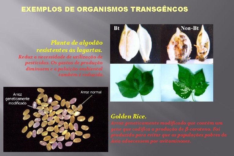 EXEMPLOS DE ORGANISMOS TRANSGÊNCOS Planta de algodão resistentes às lagartas. Reduz a necessidade de
