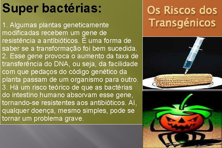 Super bactérias: 1. Algumas plantas geneticamente modificadas recebem um gene de resistência a antibióticos.