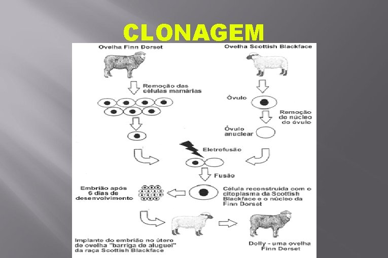 CLONAGEM 