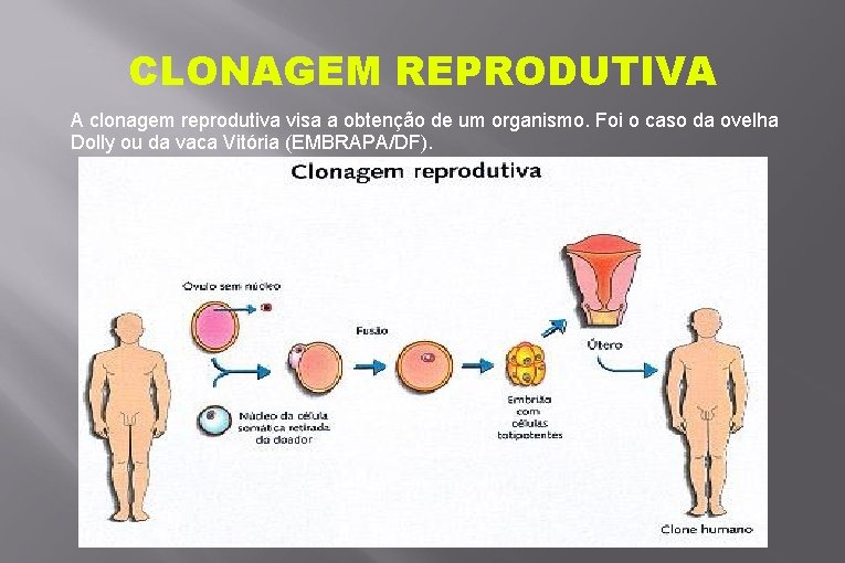 CLONAGEM REPRODUTIVA A clonagem reprodutiva visa a obtenção de um organismo. Foi o caso