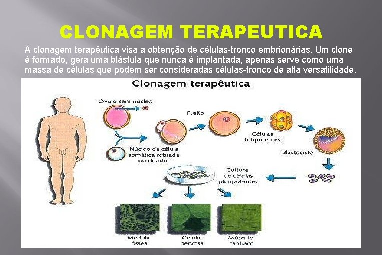 CLONAGEM TERAPEUTICA A clonagem terapêutica visa a obtenção de células-tronco embrionárias. Um clone é