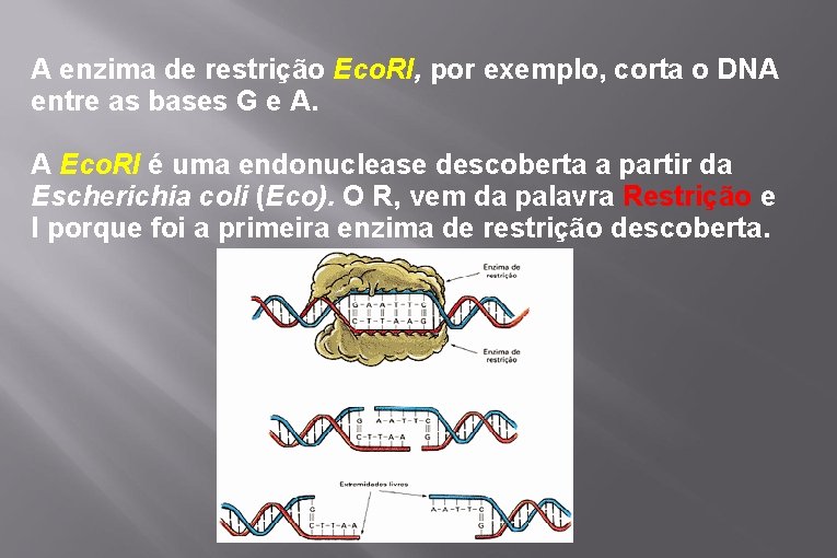 A enzima de restrição Eco. RI, por exemplo, corta o DNA entre as bases